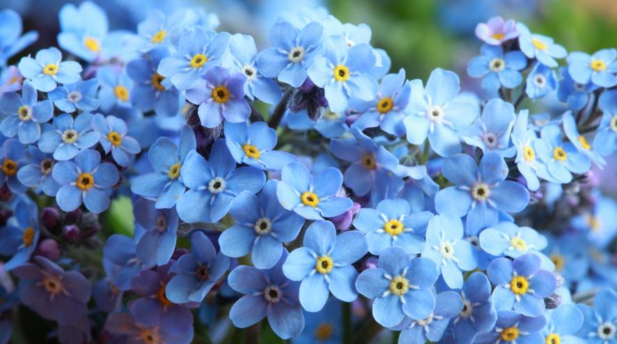 Forget-me-not flowers.