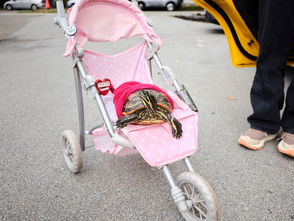 A pet turtle wrapped in a red a towel sits in a small, pink stroller.