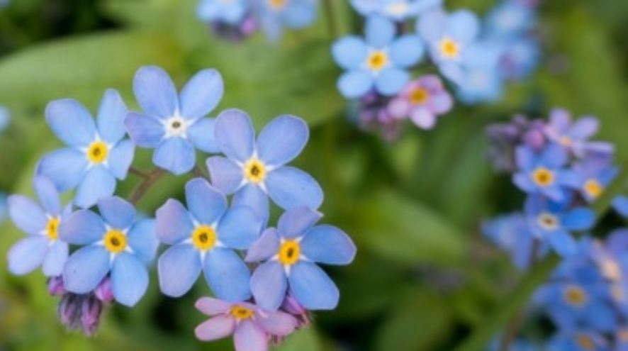 Forget me not flowers 