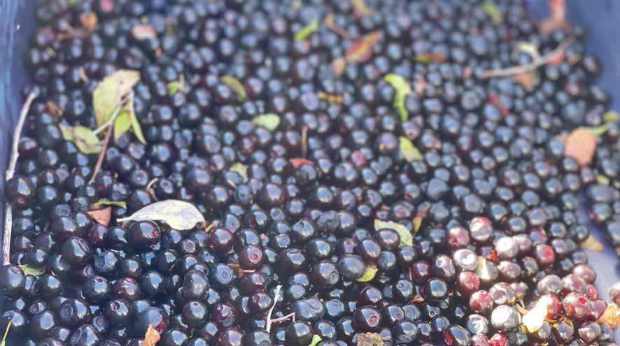 a close-up of ripe, picked huckleberries and some leaves, with the sun shining on them