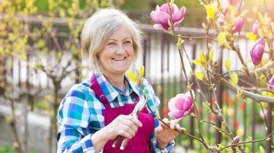 Senior woman pruning a magnolia tree.